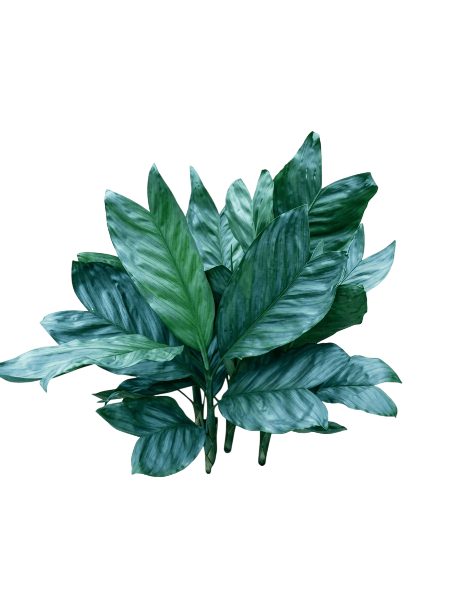 Metallic Palm (Chamaedorea Metallica) - Evergreen Trees