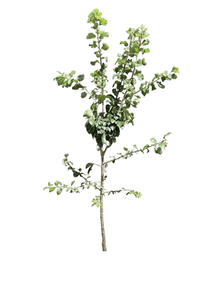plum, green gage (Prunus ‘Green Gage’) - Fruit trees