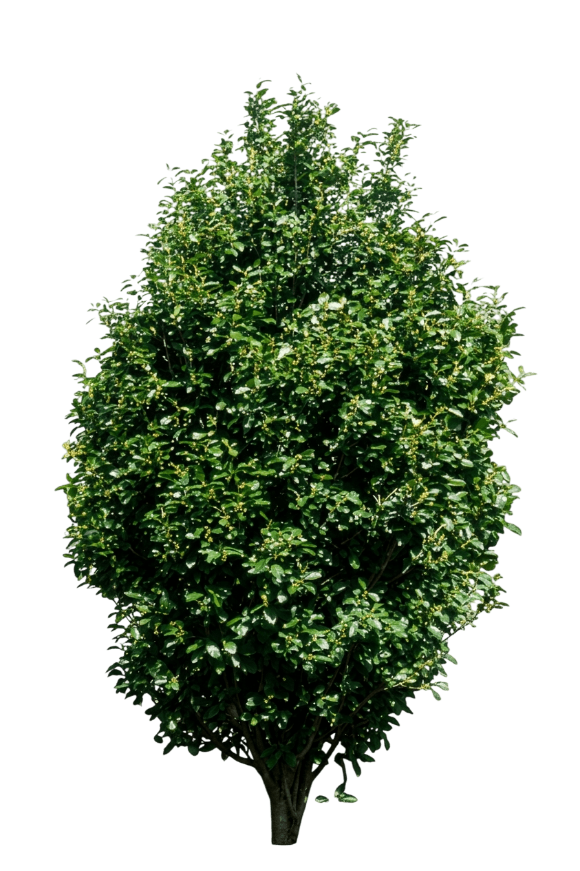 Buckthorn, Columnar (Rhamnus Frangula ‘ Columnaris’) - Ground Layers