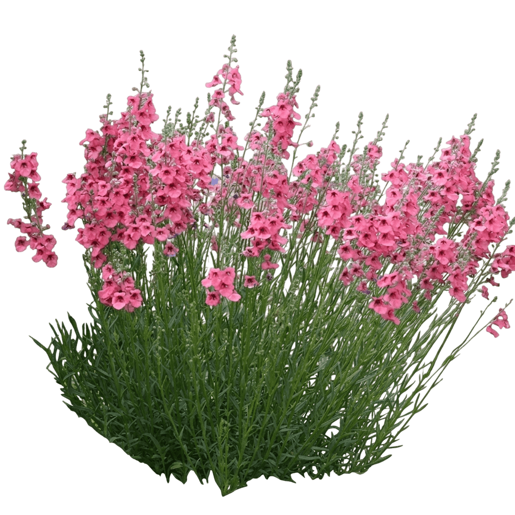 Twinspur, Coral Canyon (Diascia Integerrima 'P009S') - Perennials