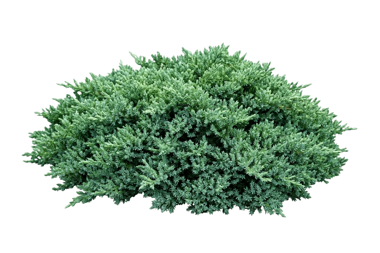Dwarf Japanese Garden Juniper (Juniperus Procumbens Nana) - Ground Layers
