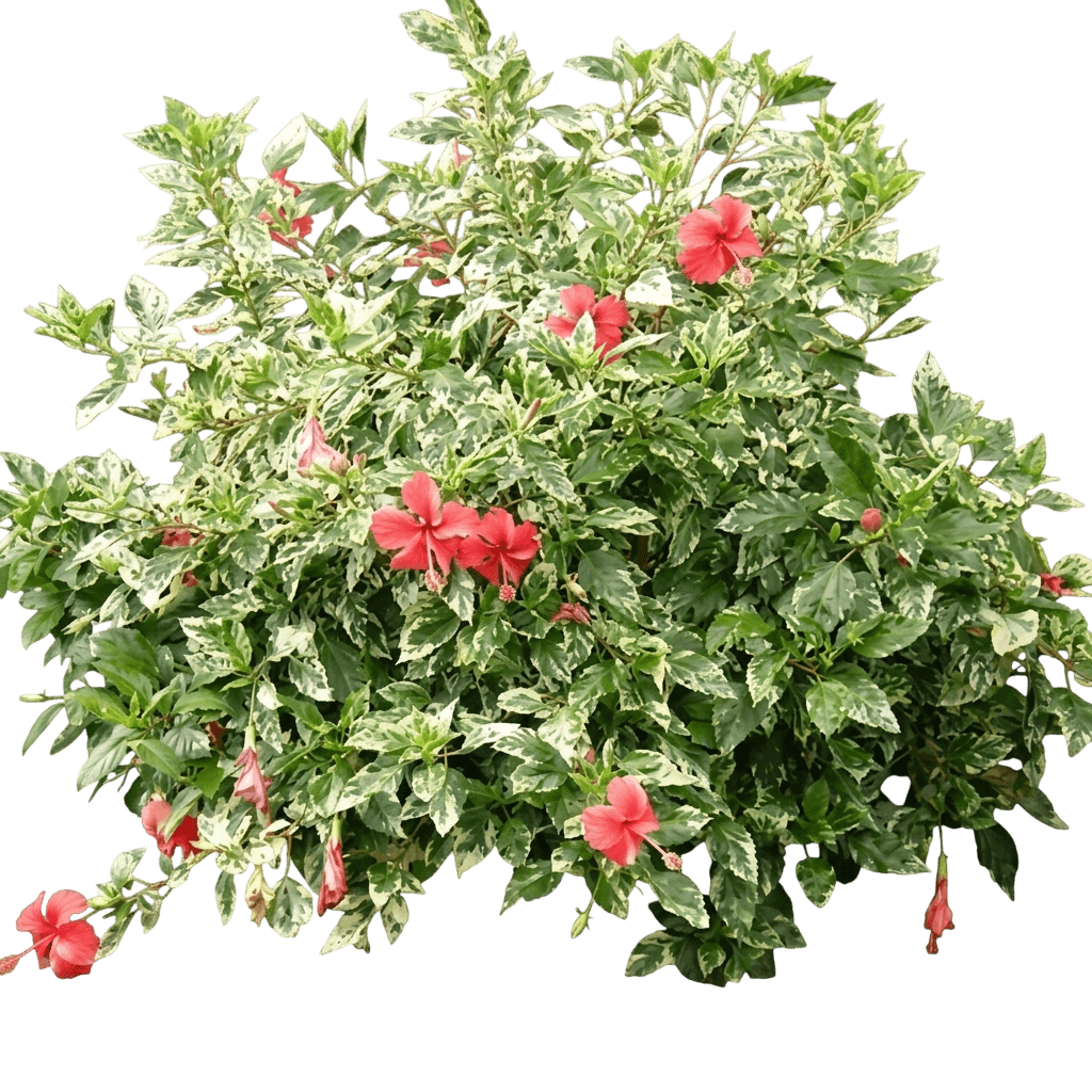 Snowflake (Hibiscus Rosa-Sinensis 'Snowflake') - Ground Layers
