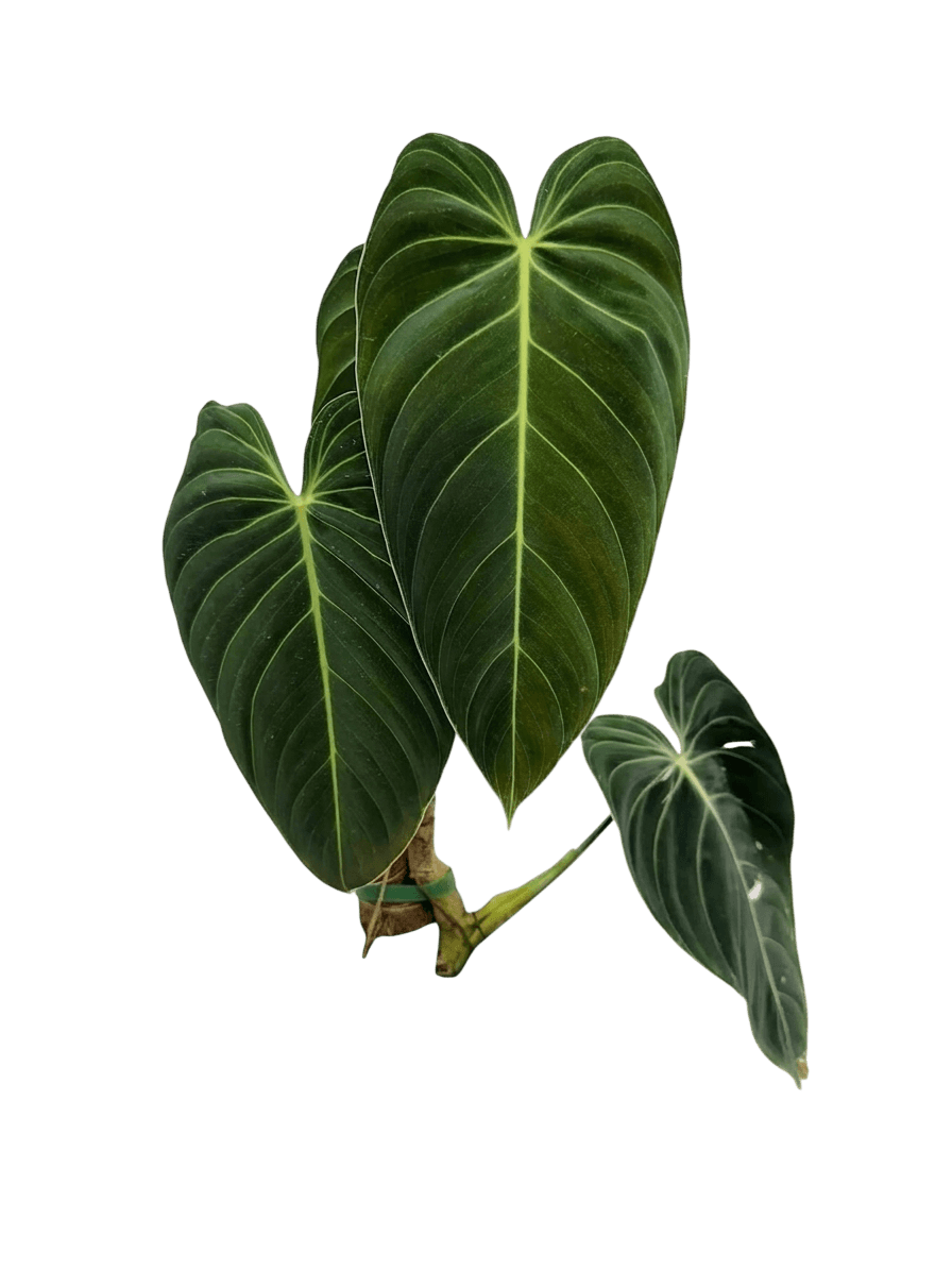 black-gold philodendron (Philodendron Melanochrysum) - Indoor Plants
