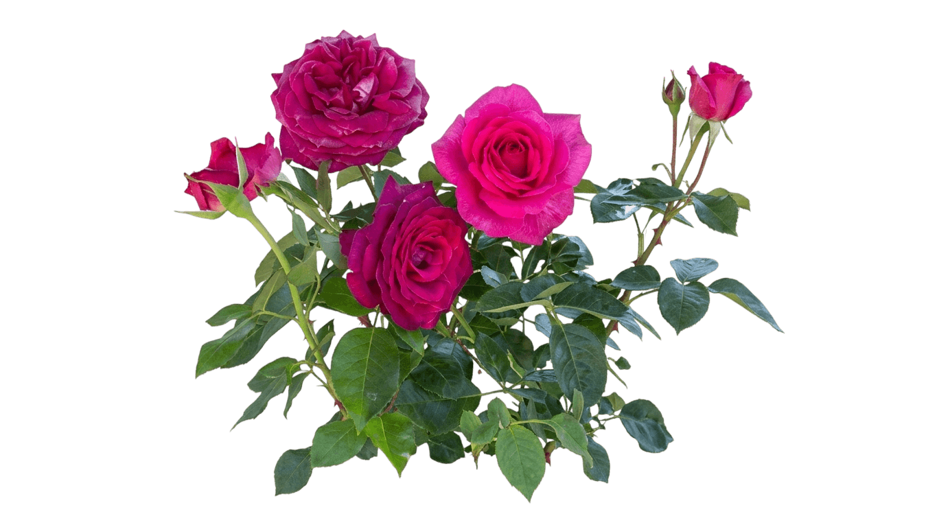 Stiletto™ Rose (Rosa Stiletto 'Meizolnil') - Ground Layers