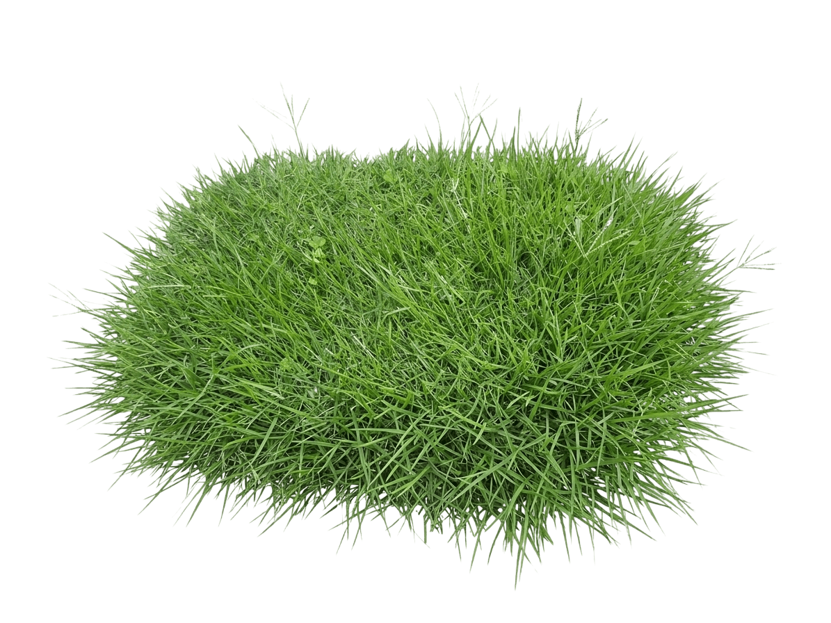 No Mow Grass (Zoysia Matrella Matrella) - Ground Layers