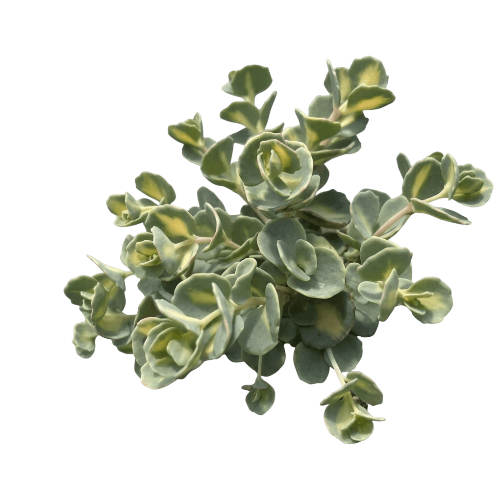 Variegated Stonecrop (Sedum Sieboldii 'Variegatum') - Perennials