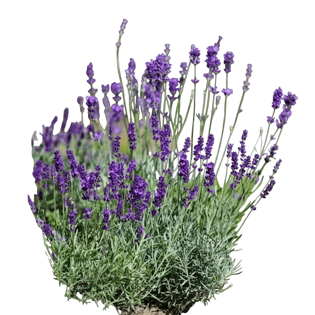 Lavender (Lavandula X Intermedia 'Phenomenal') - Perennials