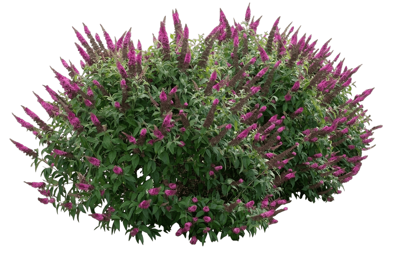 Butterfly Bush 'Balchryran' Chrysalis™ (Buddleia Hybrid Cranberry Pp33845 'Balchryran') - Ground Layers