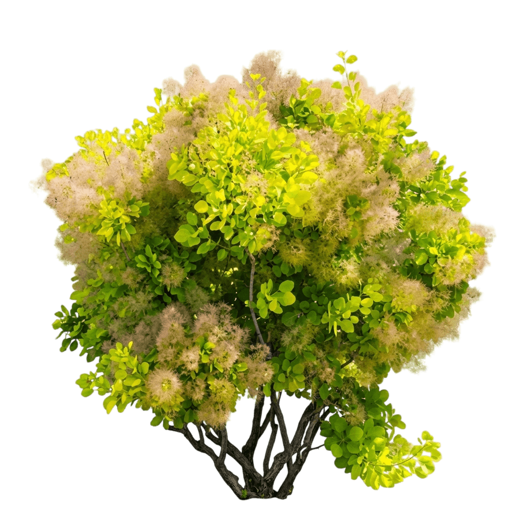 Golden Spirit Smoke Tree Multi-Stem (Cotinus Coggygria Golden Spirit 'Ancot') - Ground Layers