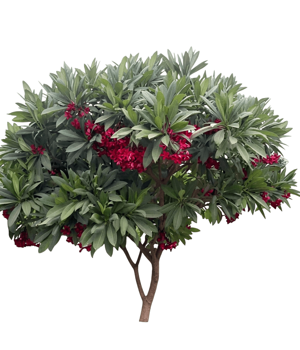 Blood Red (Plumeria 'Blood Red') - Flowering Trees