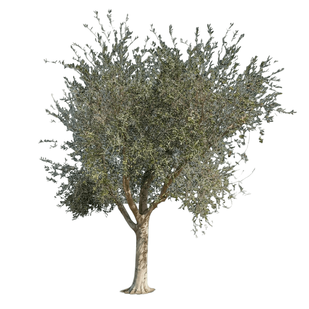 Frantoio Olive Tree (Olea Europaea ‘Frantoio’) - Fruit Trees
