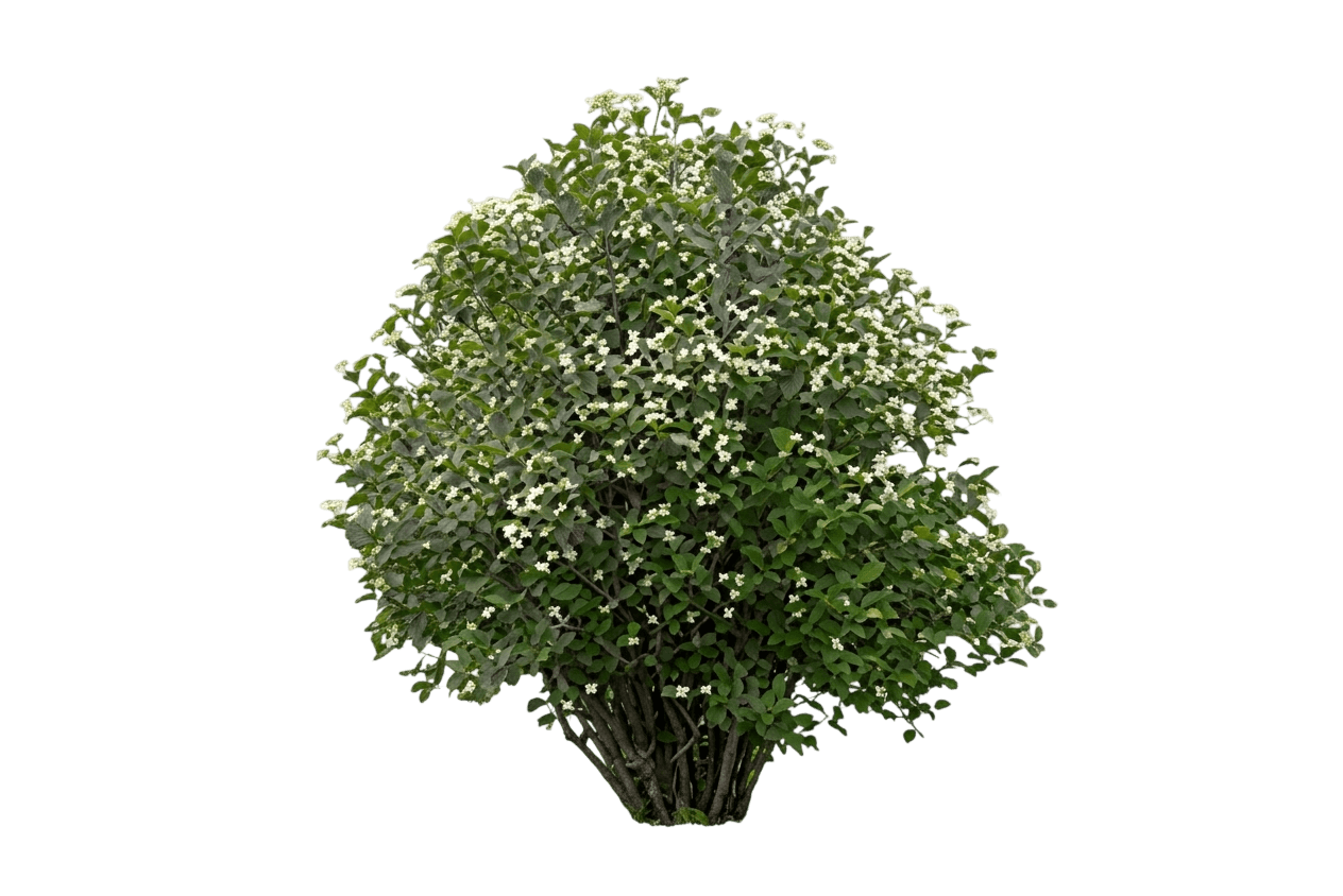 Viburnum, Mini Man™ (Viburnum Burejaeticum) - Ground Layers