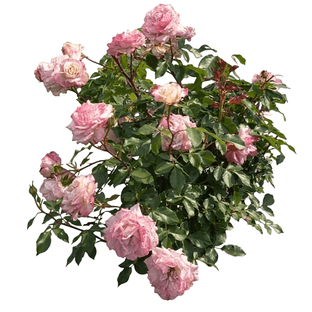 Pinkerbelle™ Rose (Rosa Pinkerbelle 'Meivanae') - Ground Layers