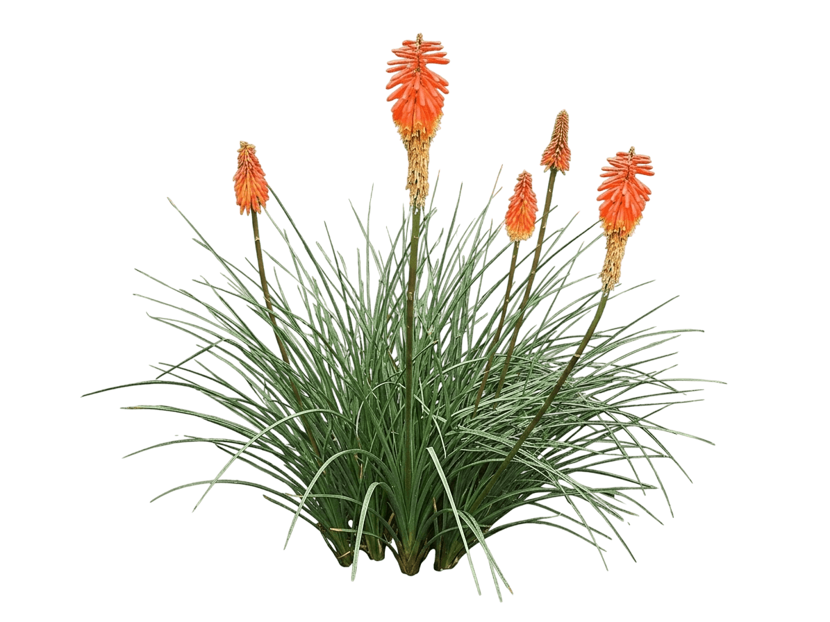 Rocket Jr. Dwarf Red Hot Poker (Kniphofia 'Rocket Jr.') - Perennials
