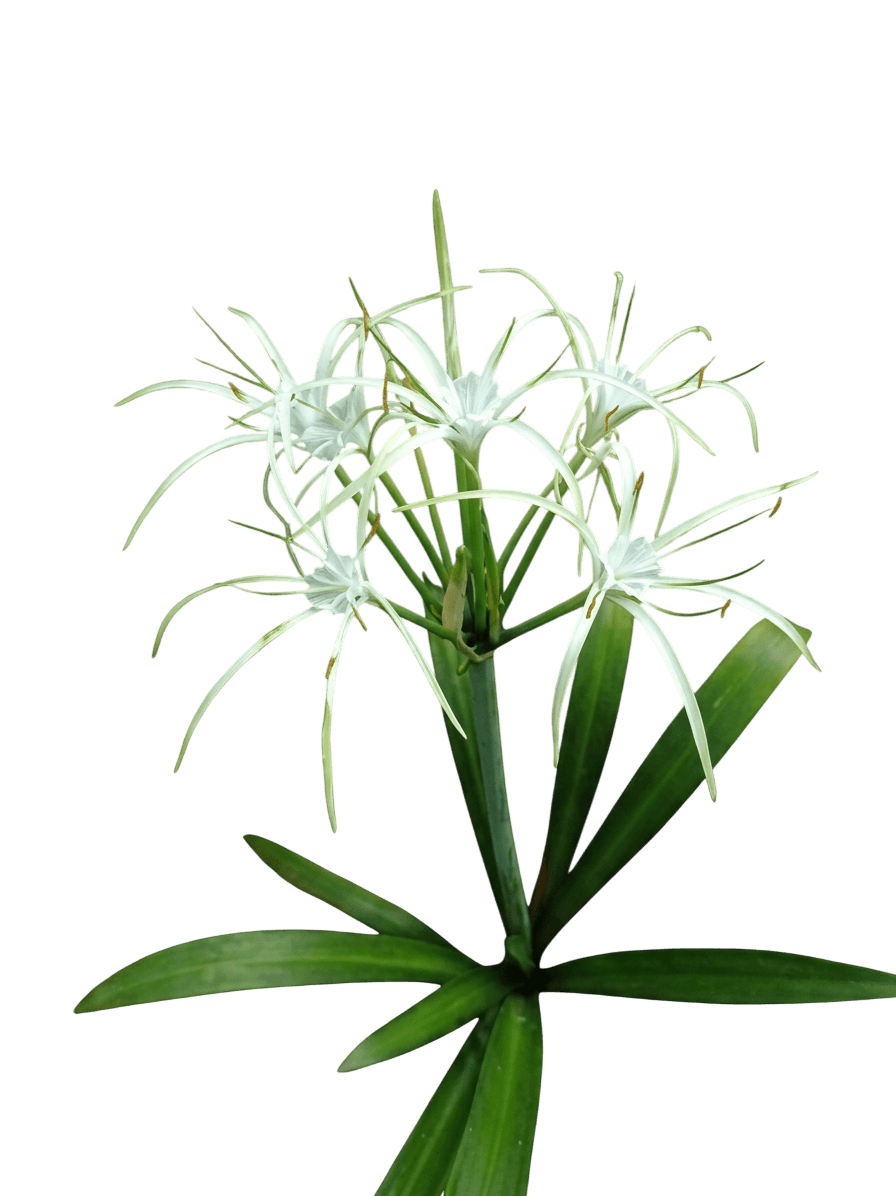 Green Tinge Spider Lily (Hymenocallis Speciosa) - Ground Layers