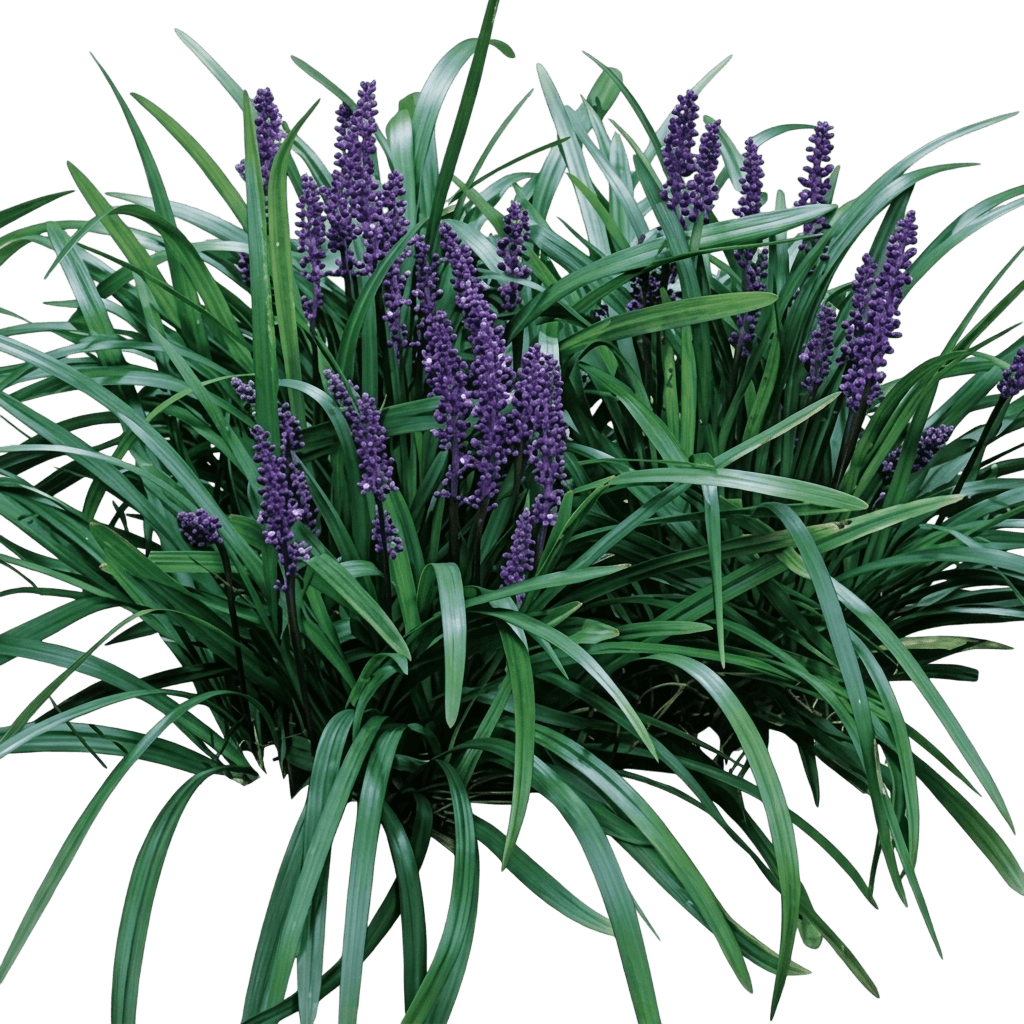 Evergreen Giant (Liriope Muscari 'Evergreen Giant') - Ground Layers