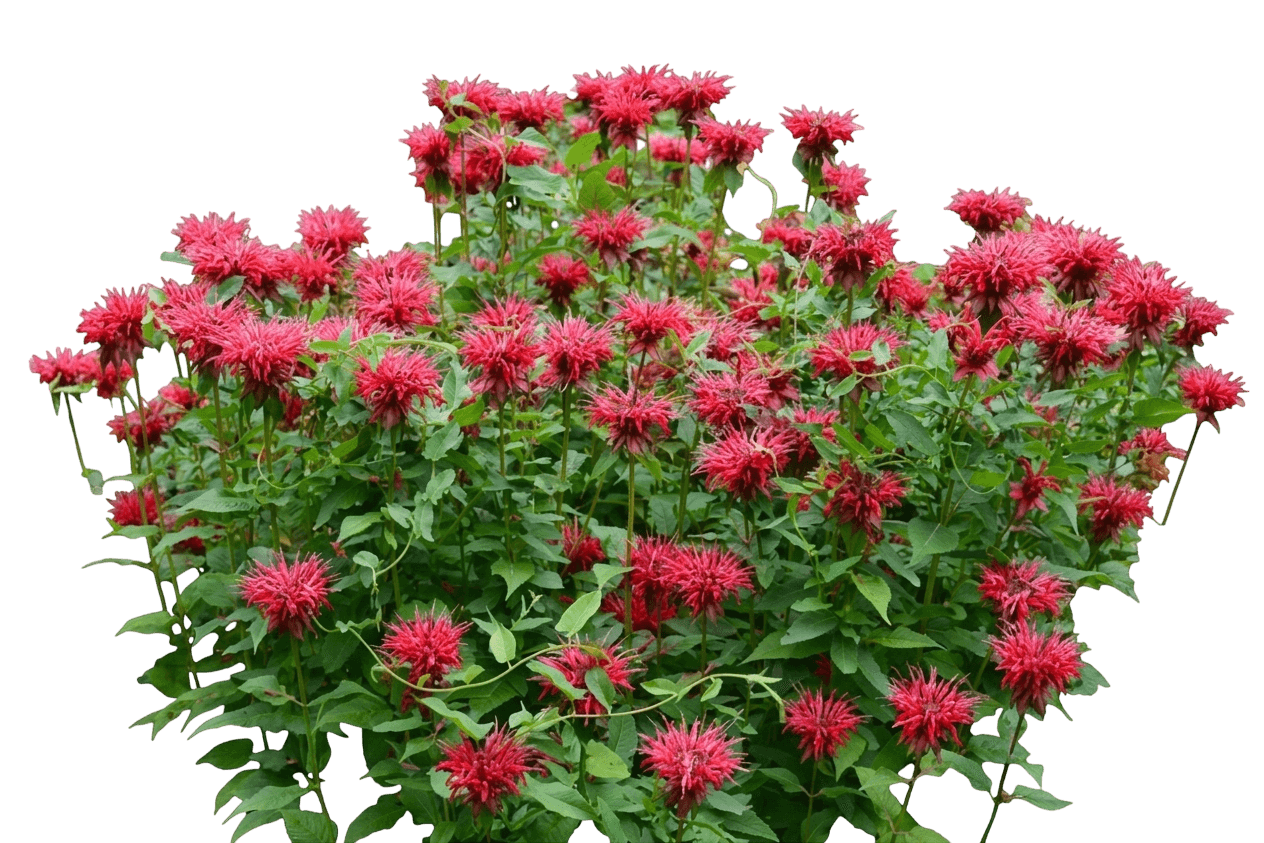 Pocahontas Pink Bee Balm (Monarda Didyma 'Pocahontas Pink') - Perennials