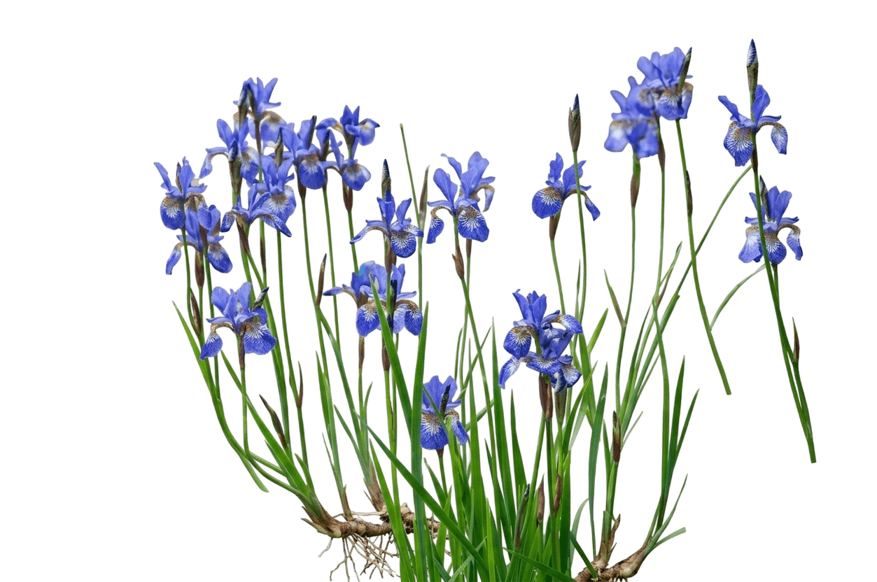 Paprikash Siberian Iris (Iris Sibirica 'Paprikash') - Perennials