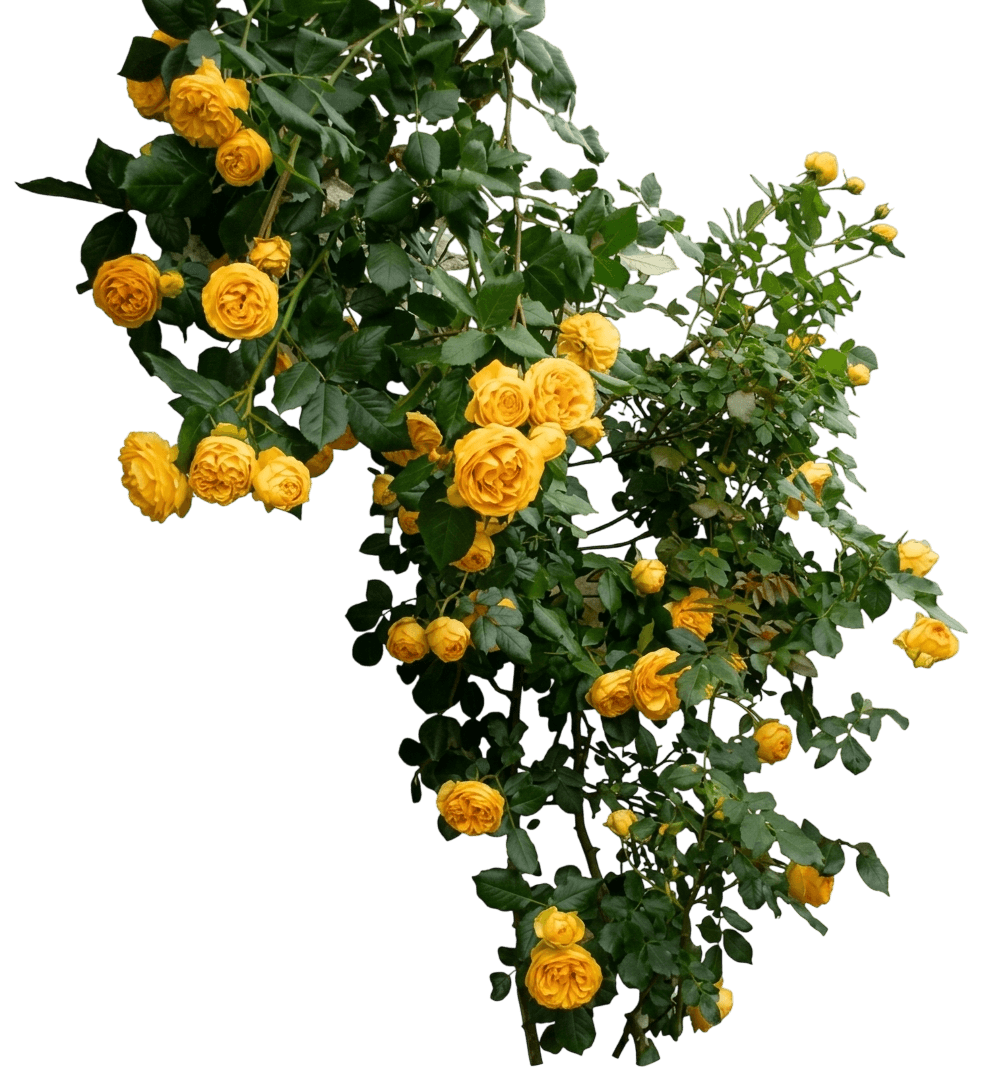 Reminiscent® Yellow Rose (Rosa X Var. X 'Chewgoldrush') - Shrubs