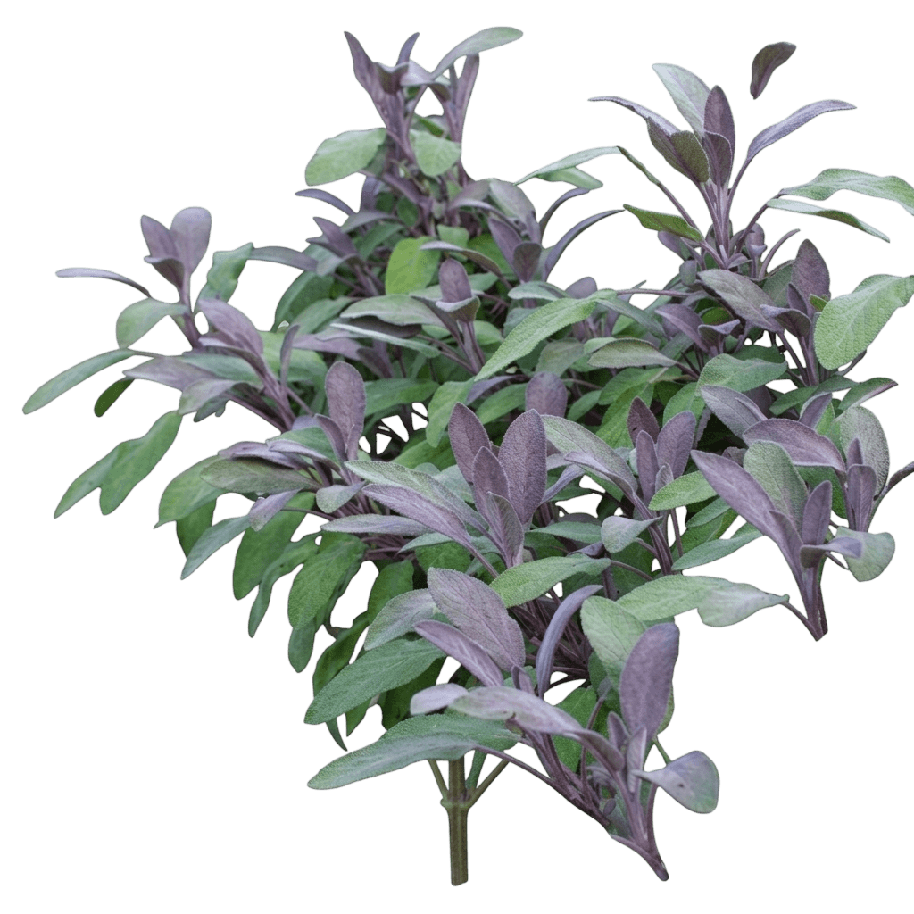Icterina Common Sage (Salvia Officinalis 'Icterina') - Perennials