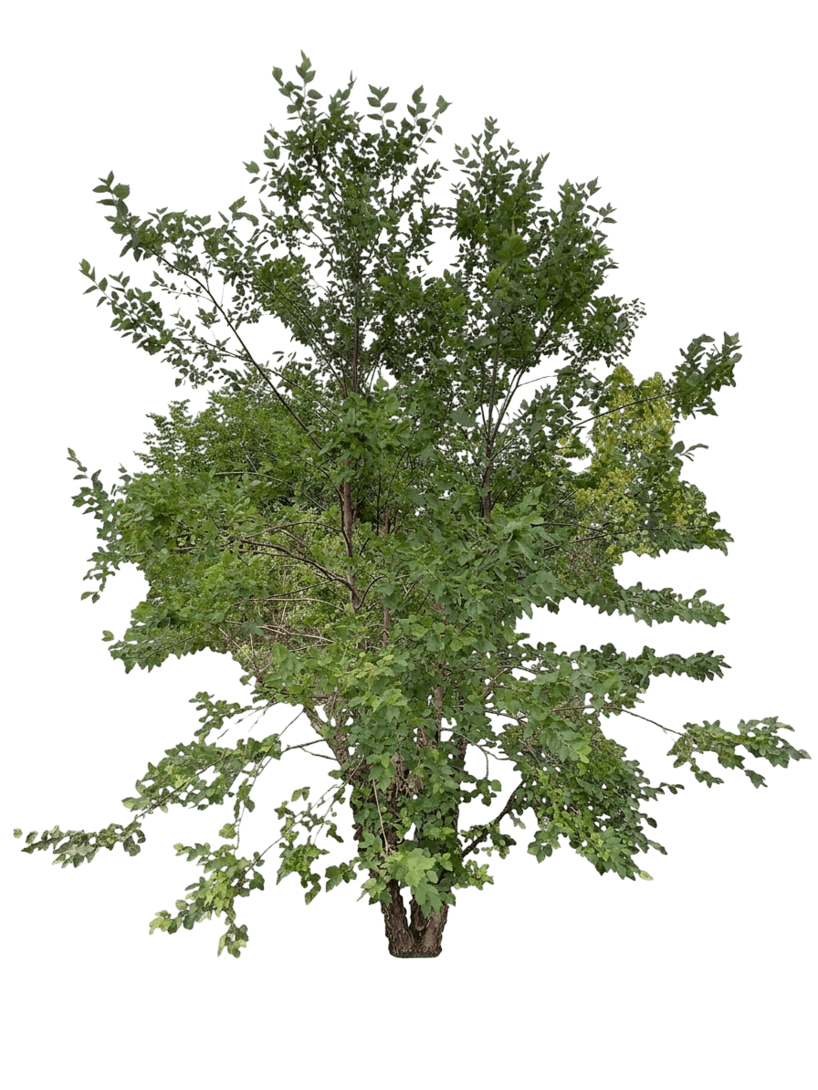 City Slicker® Birch Tree (Betula Nigra Pp16,573 Var. Nigra 'Whit Xxv') - Shade Trees