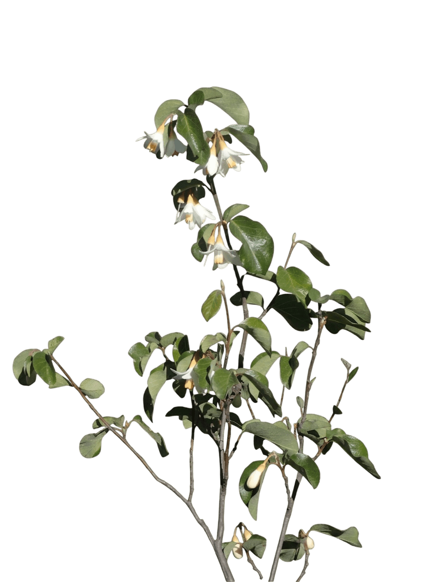 snowdrop bush (Styrax Redivivus) - Shrubs