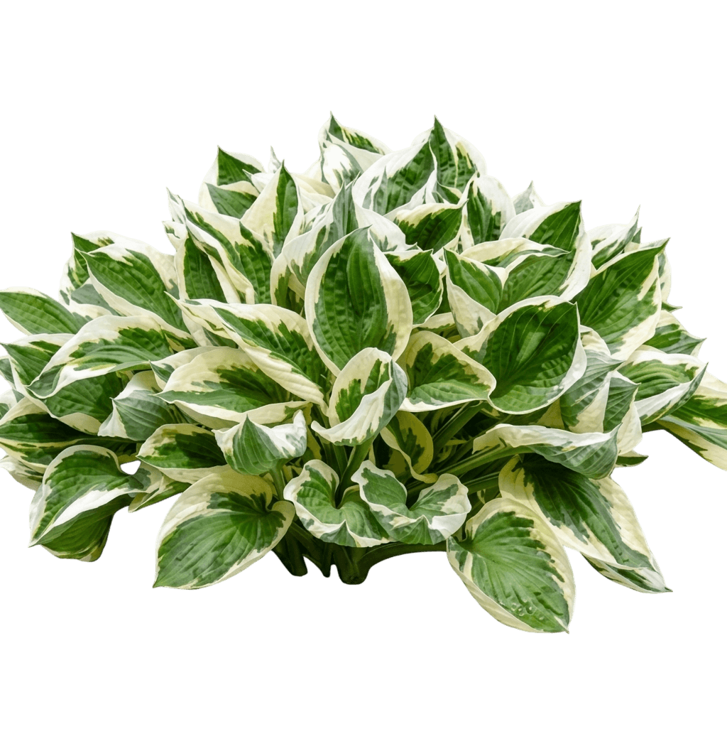 Prairie Sky Hosta (Hosta 'Prairie Sky') - Perennials