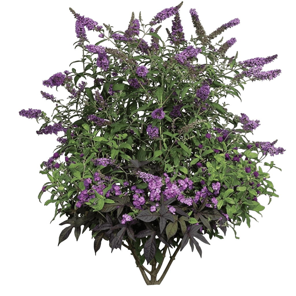 Buzz Sky Blue butterfly bush (Buddleja Davidii 'Tobud0615') - Ground Layers