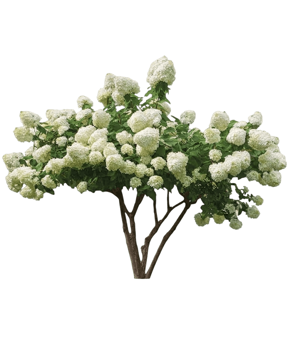 Quick Fire® Panicle Hydrangea (Hydrangea Paniculata Var. Paniculata 'Quick Fire') - Shrubs
