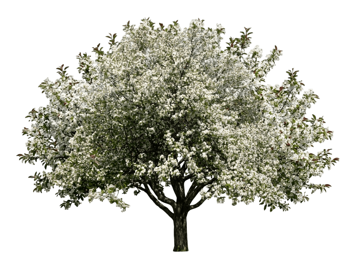 Crabapple, Dolgo (Malus 'Dolgo') - Fruit Trees
