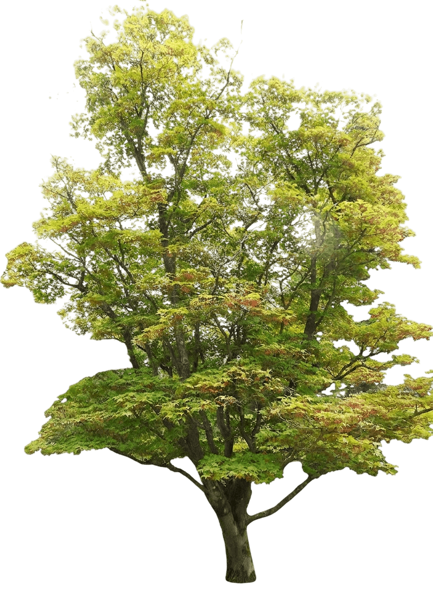 Ryusen Weeping Japanese Maple (Acer Palmatum Var. Palmatum 'Ryusen') - Shade Trees