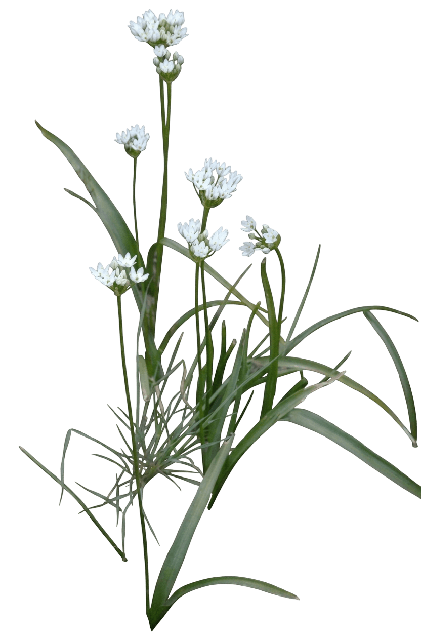 white brodiaea (Triteleia Hyacinthina) - Perennials