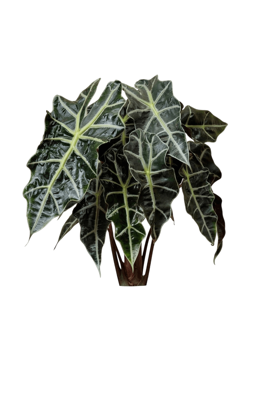 Alocasia Mayan Mask Elephant Ear (Alocasia Var. Hybrid 'Mayan Mask') - Perennials
