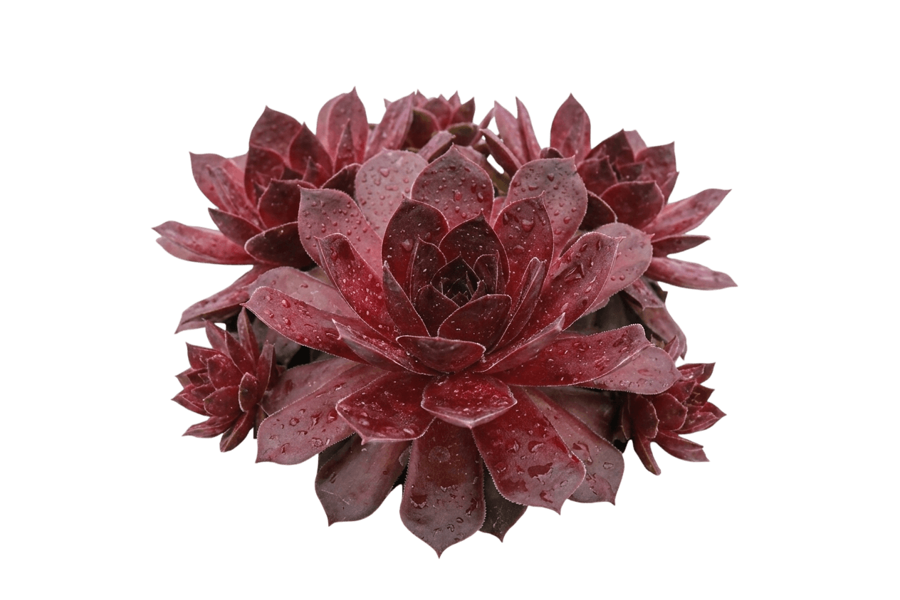 Giant Maroon Mountain Hens And Chicks (Giant Maroon Mountain 'Sempervivum Chick Charms') - Succulents