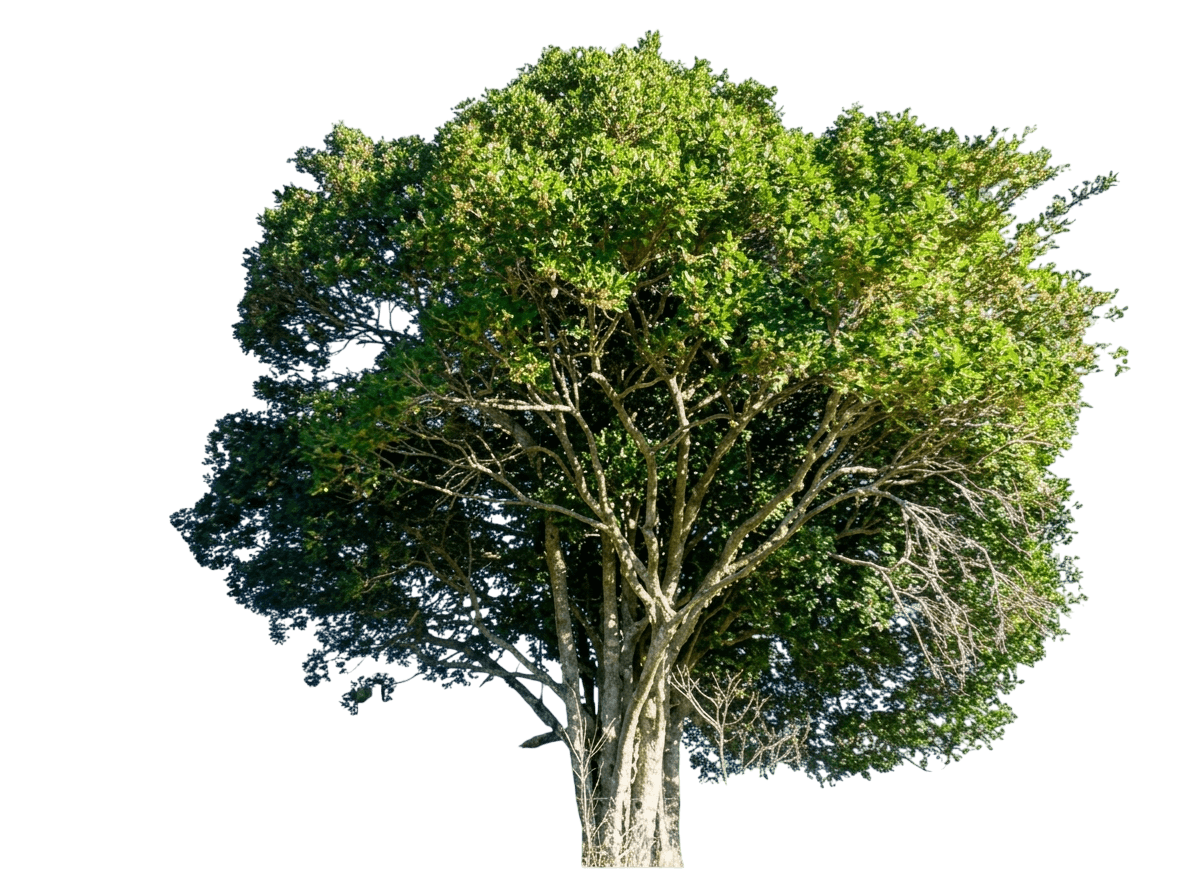 Muttonwood (Myrsine Variabilis) - Evergreen Trees