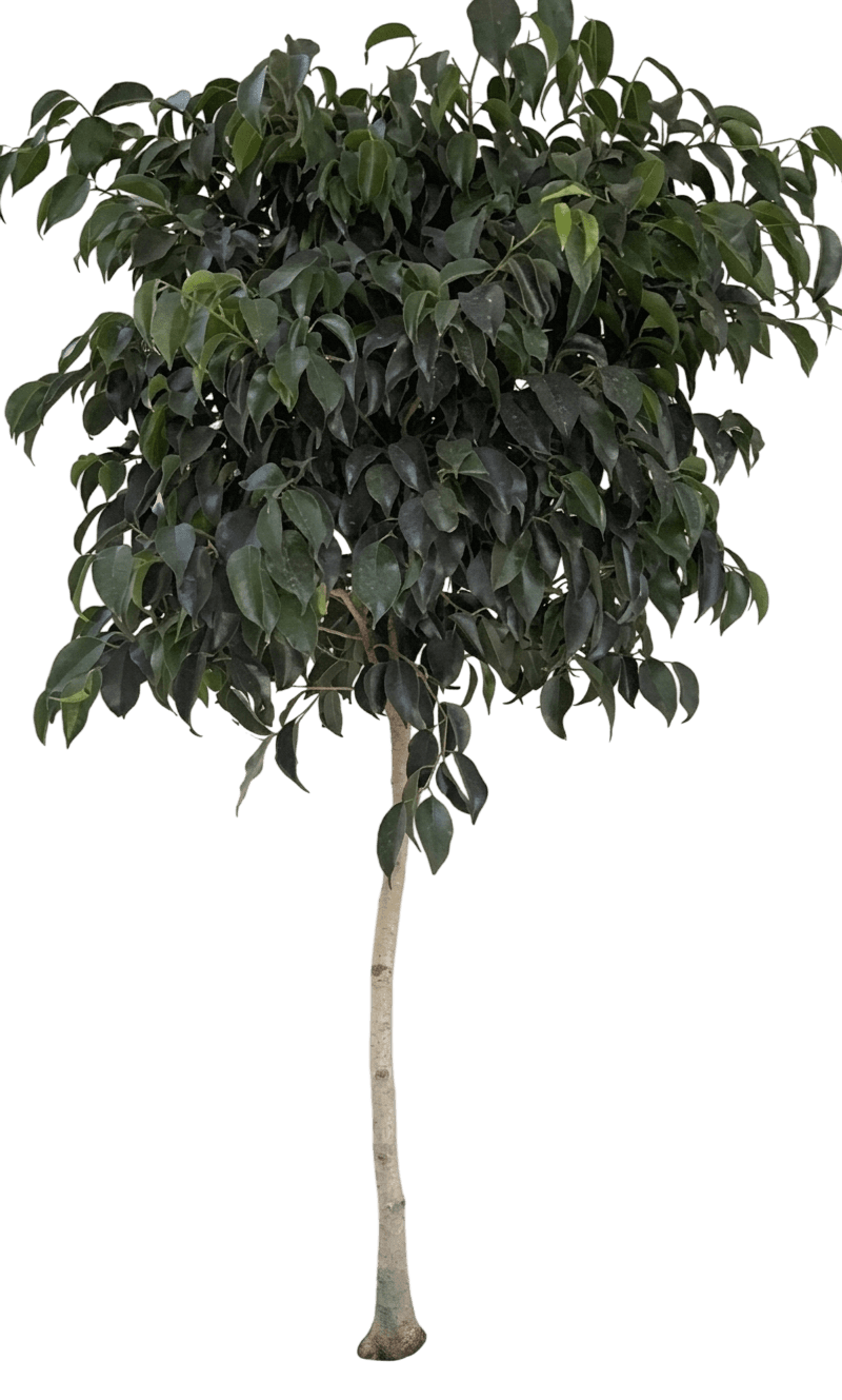 Midnight Weeping Fig (Ficus Benjamina 'Midnight') - Indoor Plants