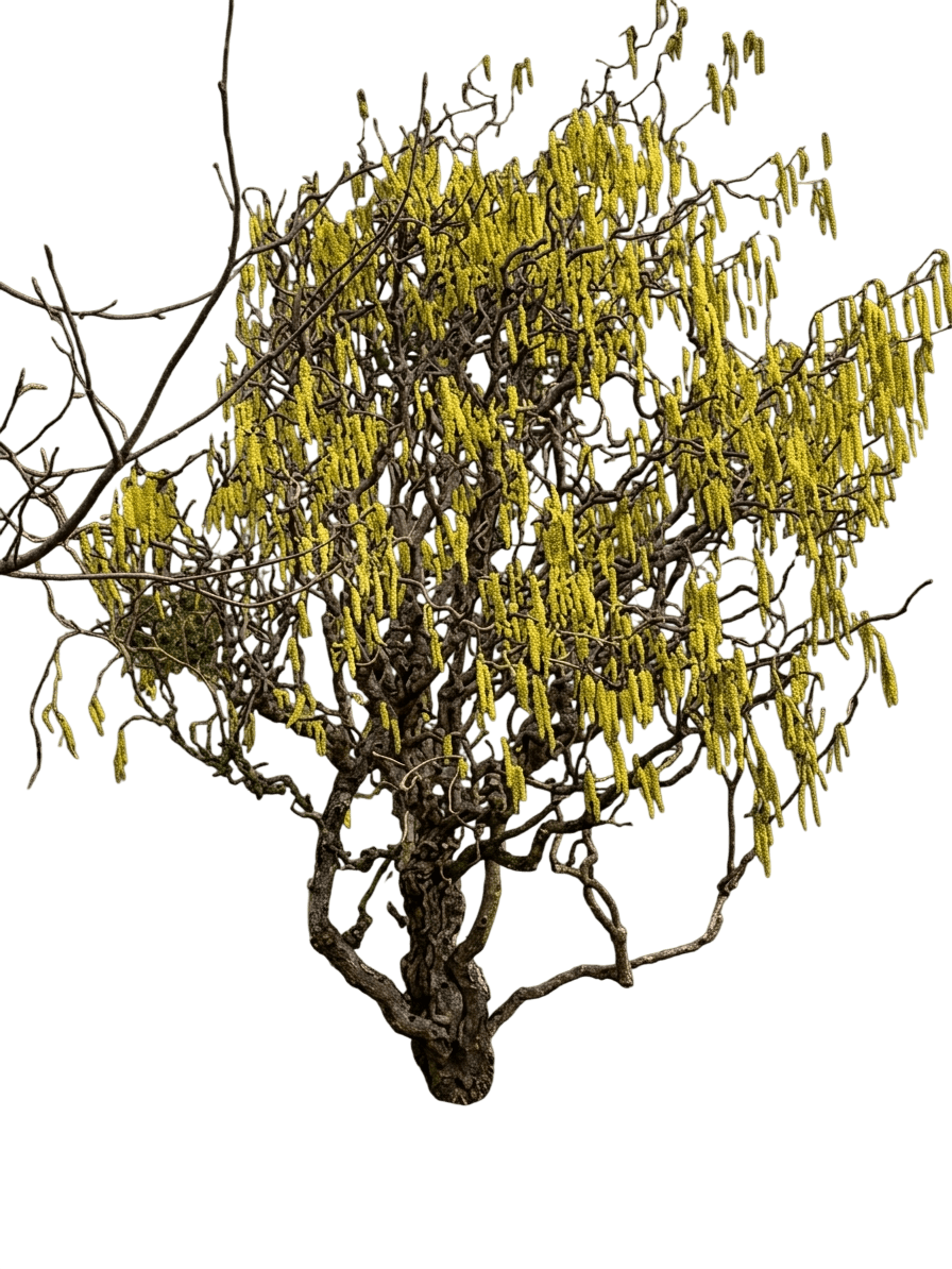 Harry Lauder'S Walking Stick Multi-Stem (Corylus Avellana 'Contorta') - Ground Layers