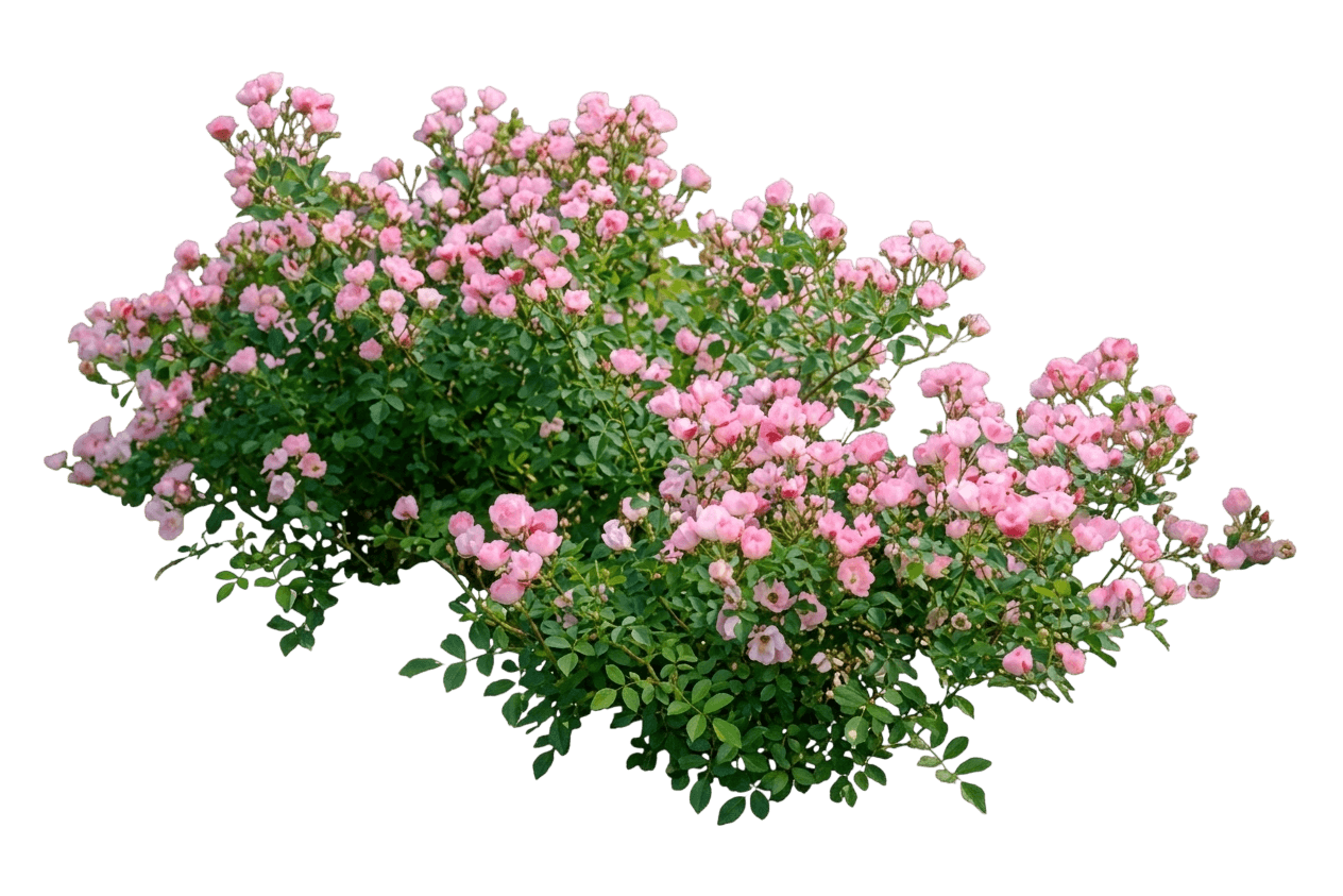 Rose, Fairy (Rosa X ‘The Fairy’) - Ground Layers