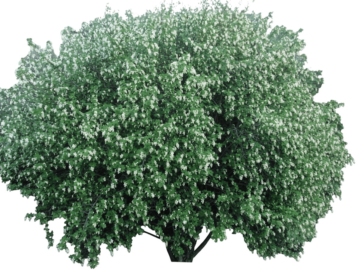 white flowering currant (Ribes Indecorum) - Shrubs