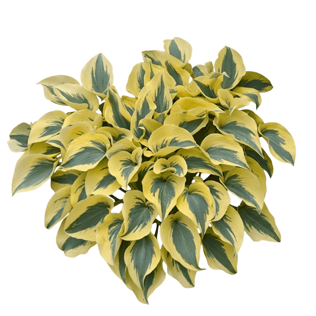 Autumn Frost Hosta (Shadowland) (Hosta Shadowland 'Autumn Frost') - Perennials