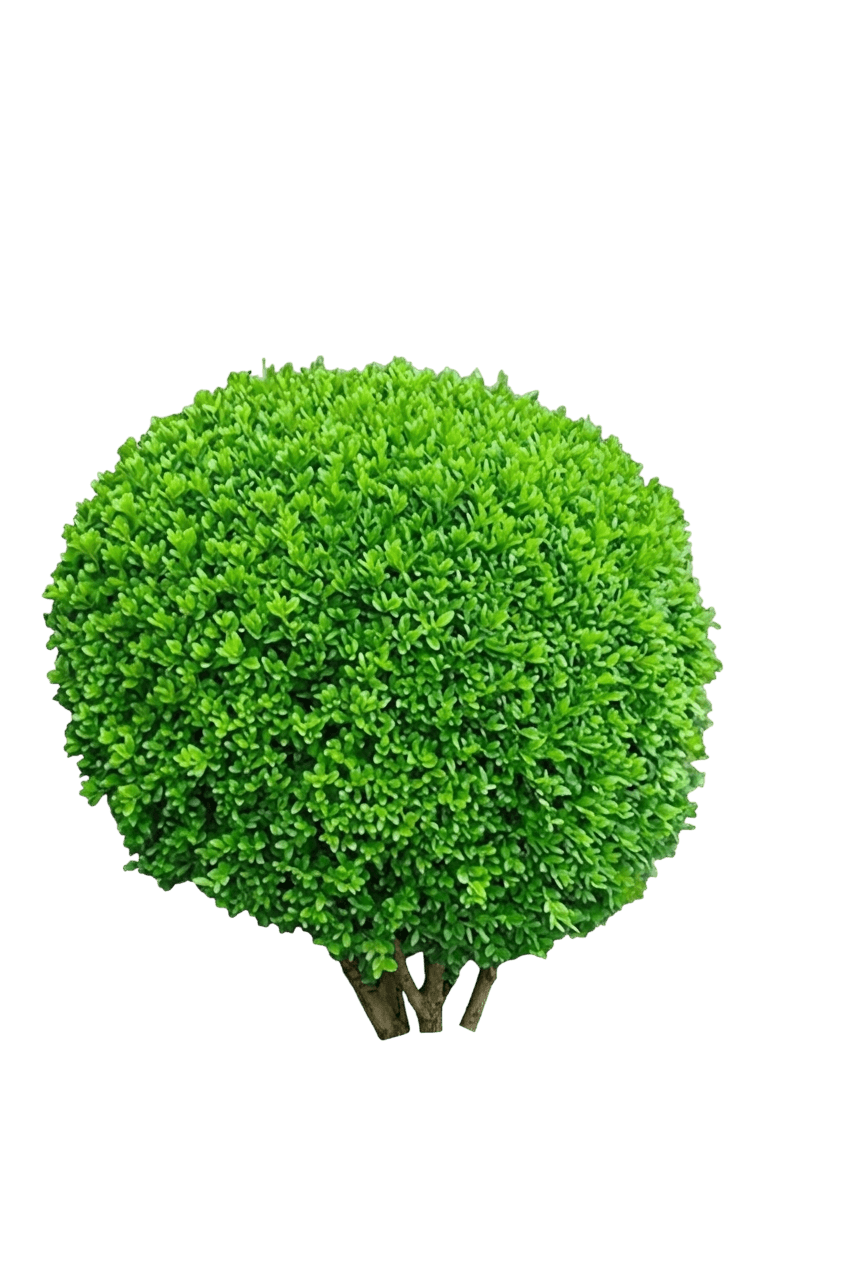 Sprinter Boxwood (Buxus Microphylla 'Sprinter') - Shrubs