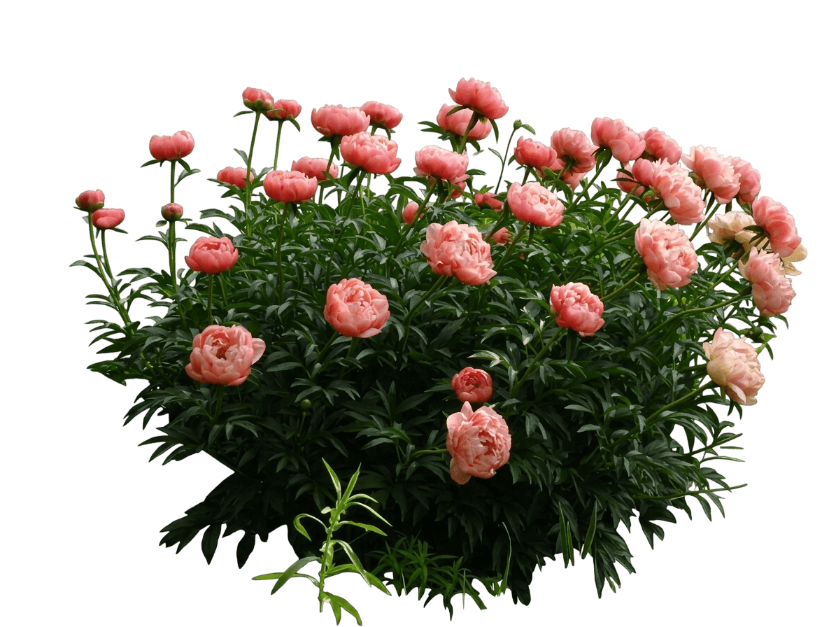Pink Hawaiian Coral Peony (Paeonia 'Pink Hawaiian Coral') - Perennials