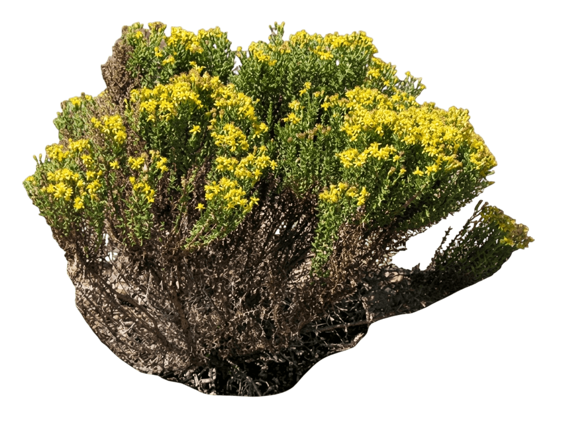 California goldenbush (Ericameria Ericoides) - Shrubs