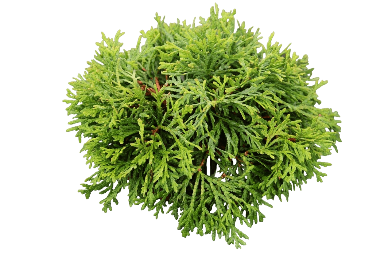 Gold American Arborvitae (Thuja Occidentalis 'Globosa Aurea') - Ground Layers