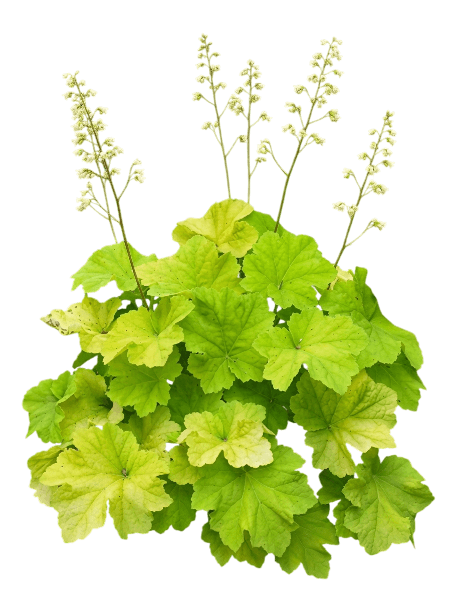 Coral Bells (Heuchera X Villosa 'Citronelle') - Perennials