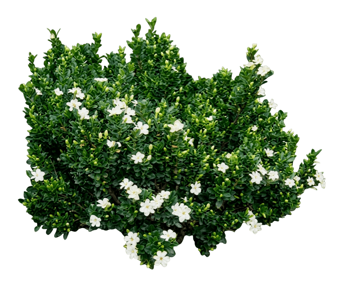 Star (Gardenia Grandiflora 'Star') - Ground Layers