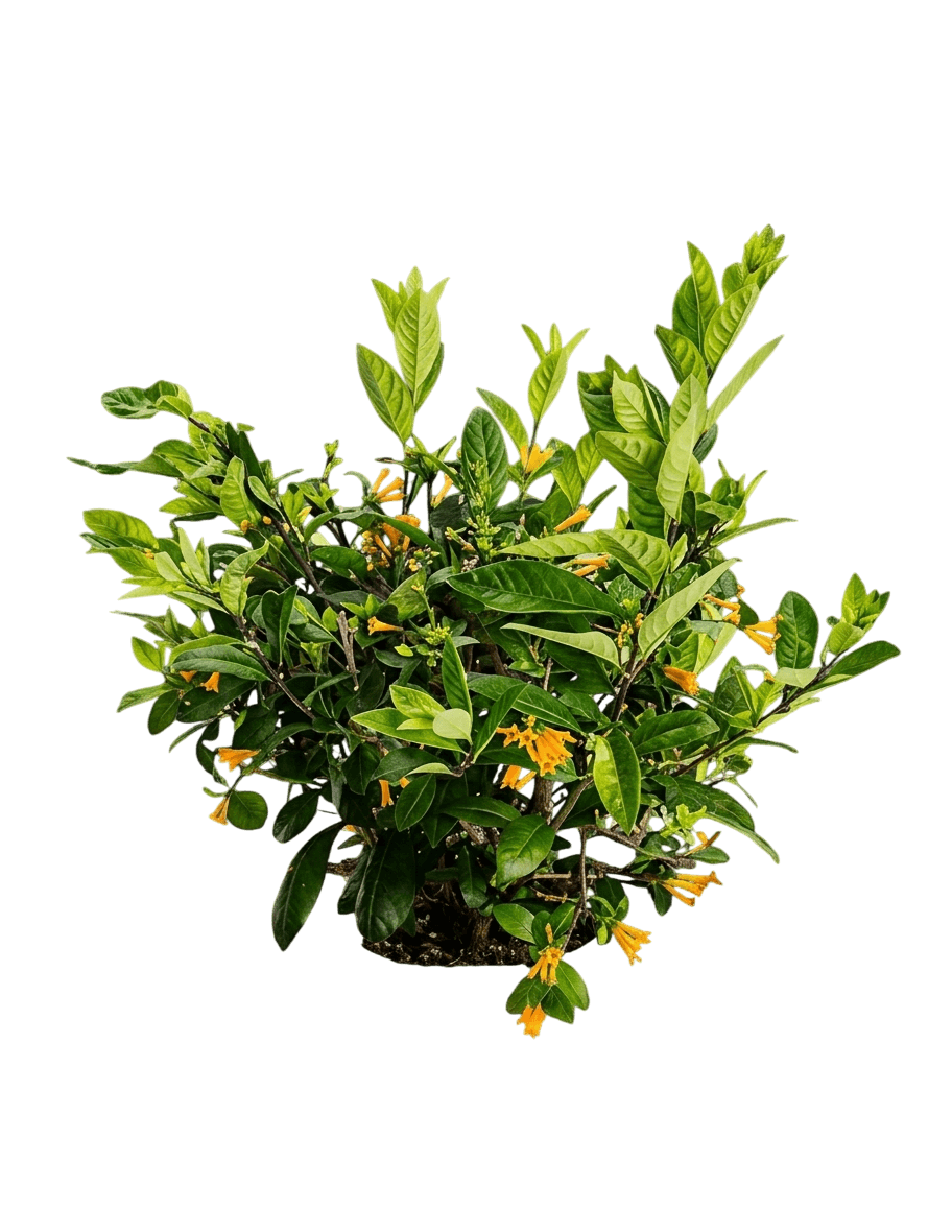 Juiced® Orange Jessamine (Cestrum Corymbosum Ppaf 'Wncescoryel') - Ground Layers