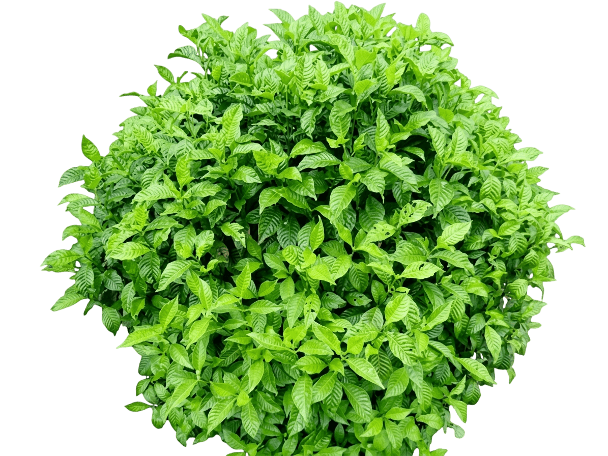 Wild Coffee (Psychotria Nervosa) - Ground Layers