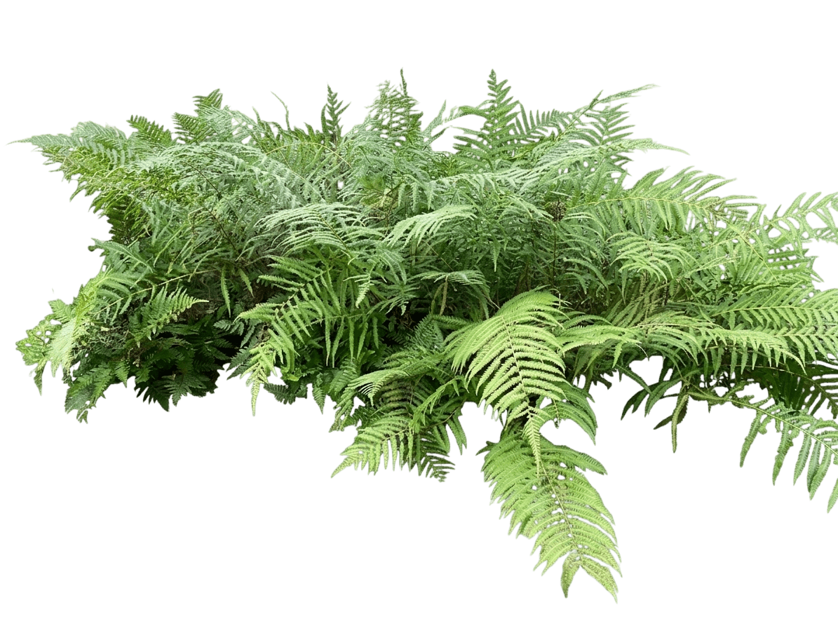 Southern Shield Fern (Thelypteris Kunthii) - Perennials