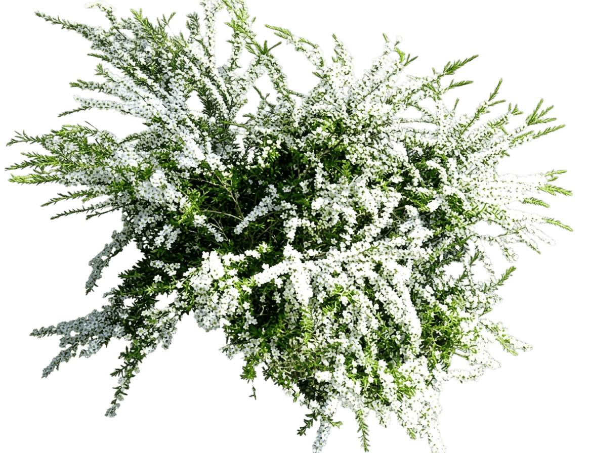 Cardwell (Leptospermum Polygalifolium Polygalifolium) - Ground Layers